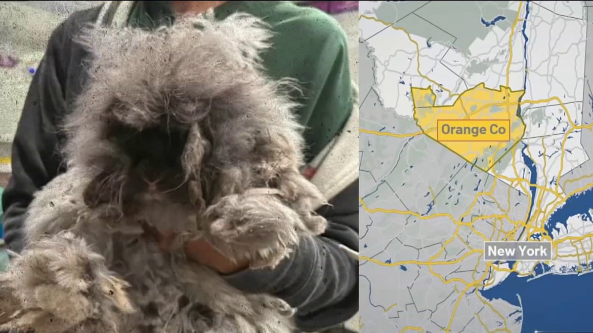 More than 80 animals rescued from New York house – NBC New York