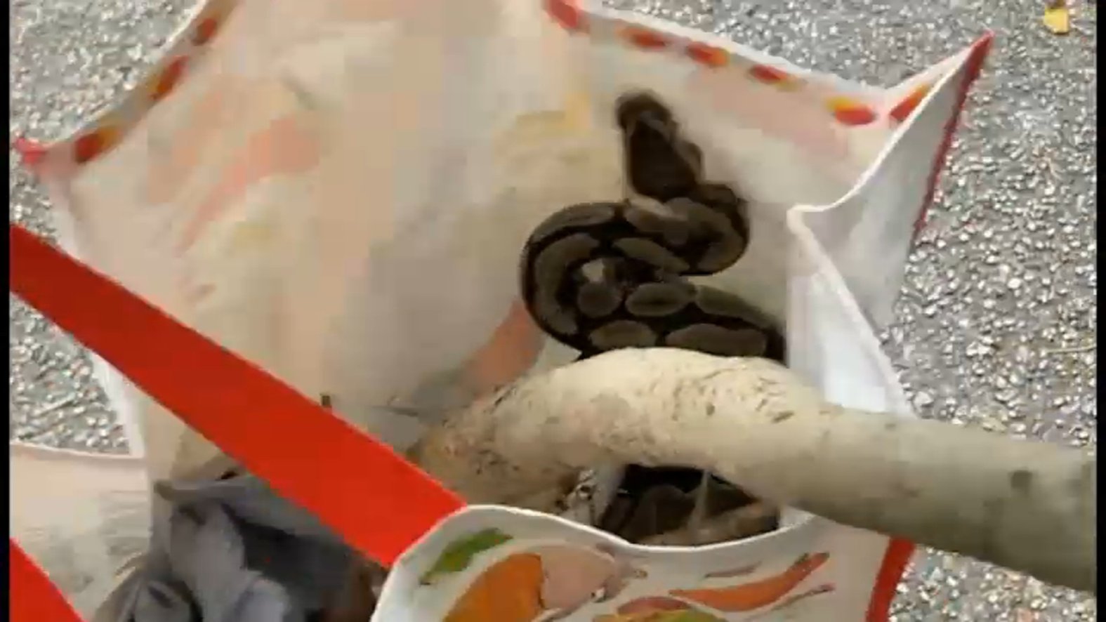 Two pythons on the loose in Queens’ Forest Park – NBC New York