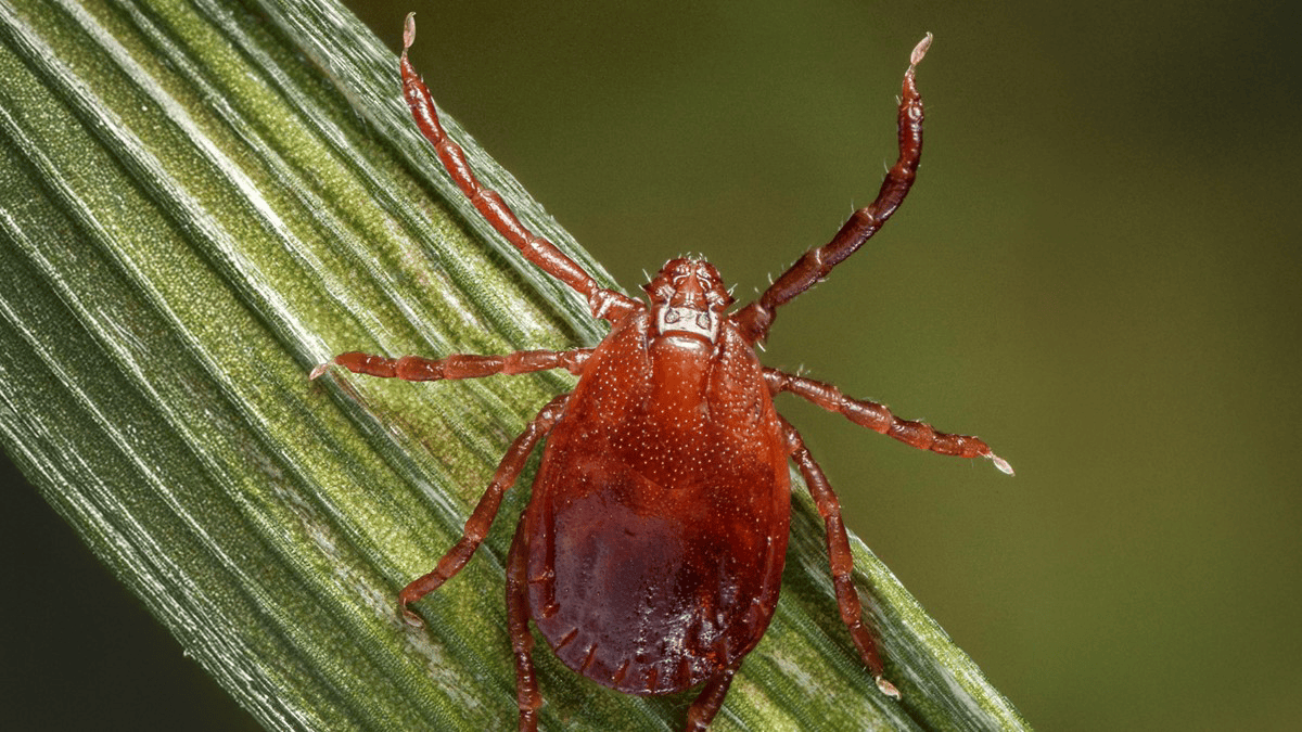 What to know about the Asian longhorned tick – NBC New York