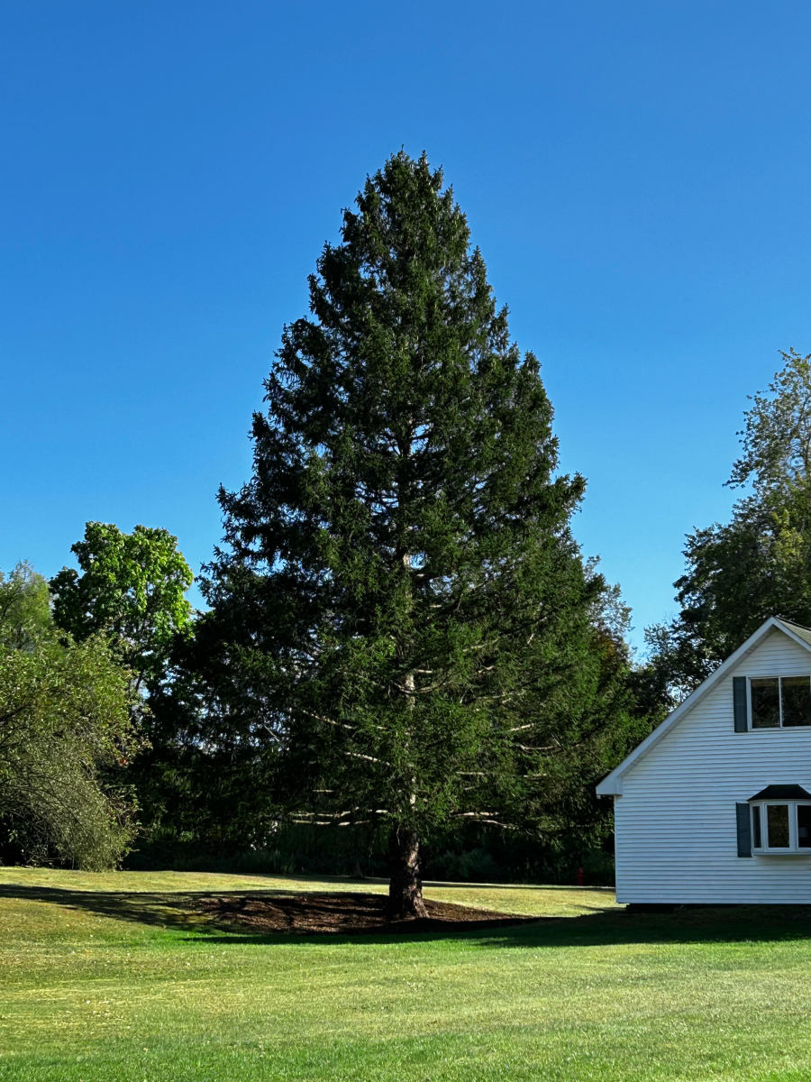 2025 Rockefeller Center Christmas Tree before its cut down at home in East Greenbush, New York.