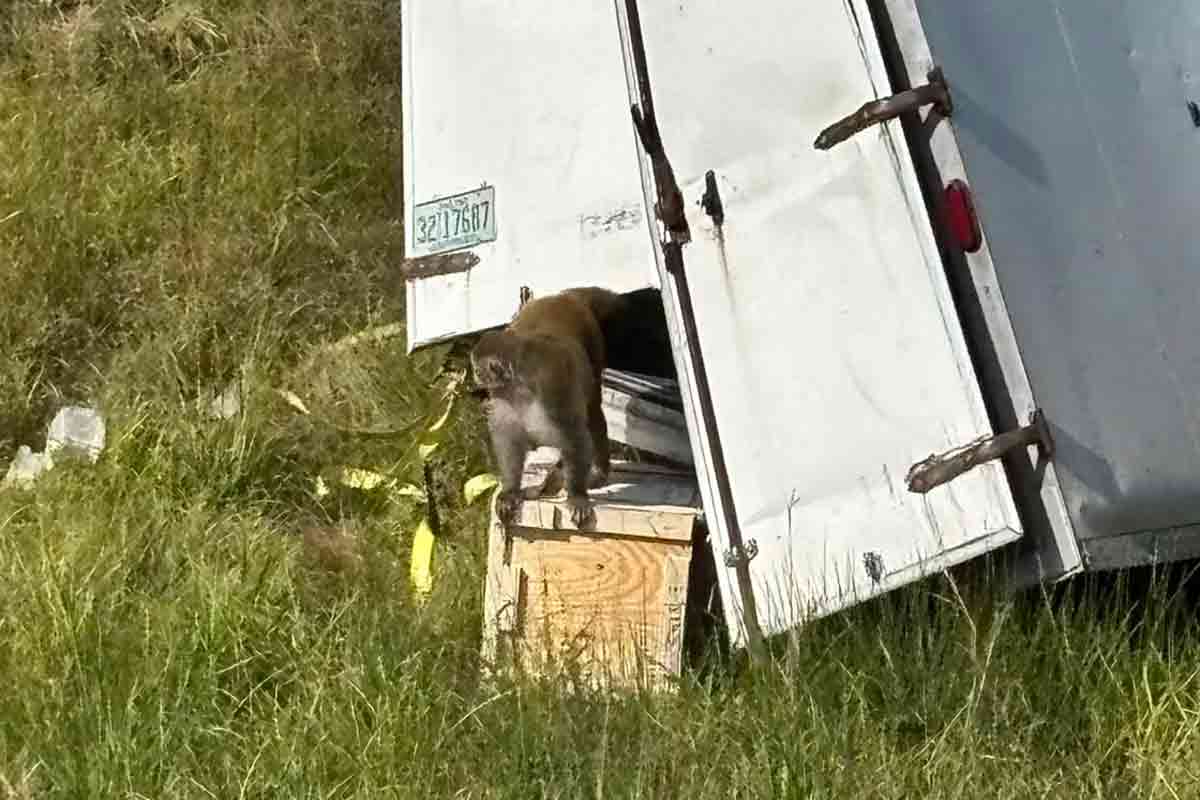 Monkeys ‘destroyed’ after police mistakenly told they’re a danger – NBC ...
