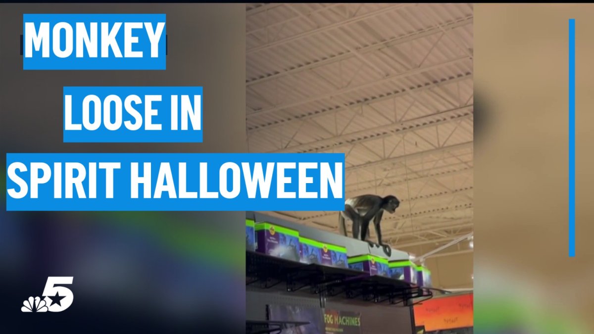 Diapered Spider Monkey Escapes Plano Halloween Store