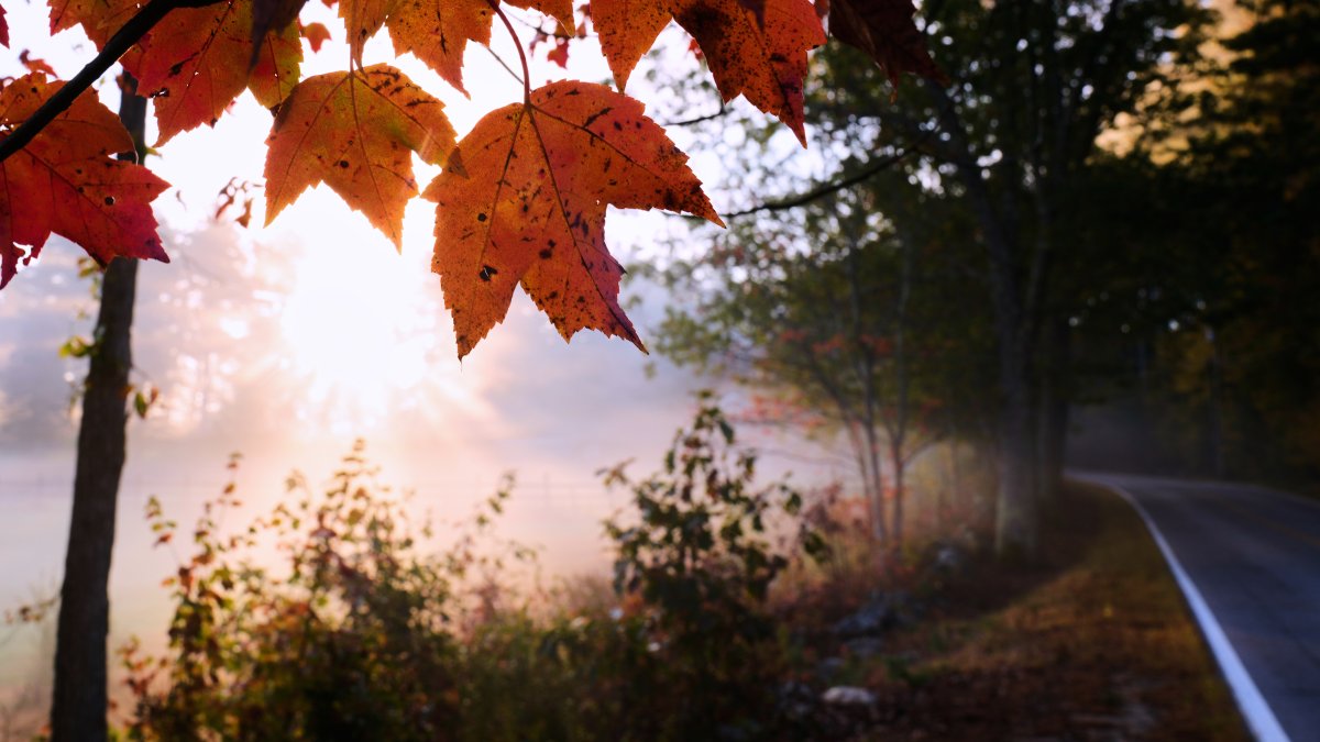 Leaf-peeping season hampered by drought: Foliage dropping sooner with less color