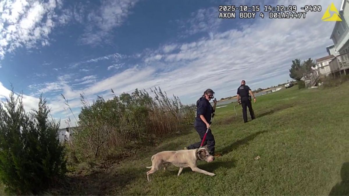 Atlantic City officer jumps into bay waters to save injured dog – NBC ...