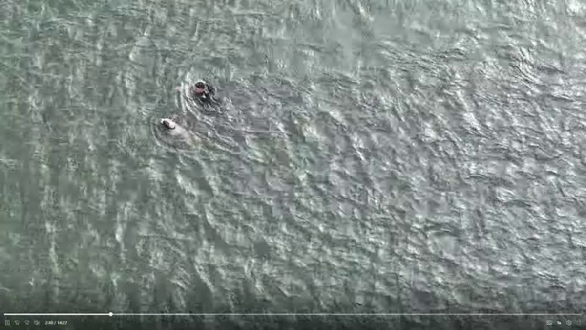 Atlantic City officer jumps into bay waters to save injured dog – NBC ...