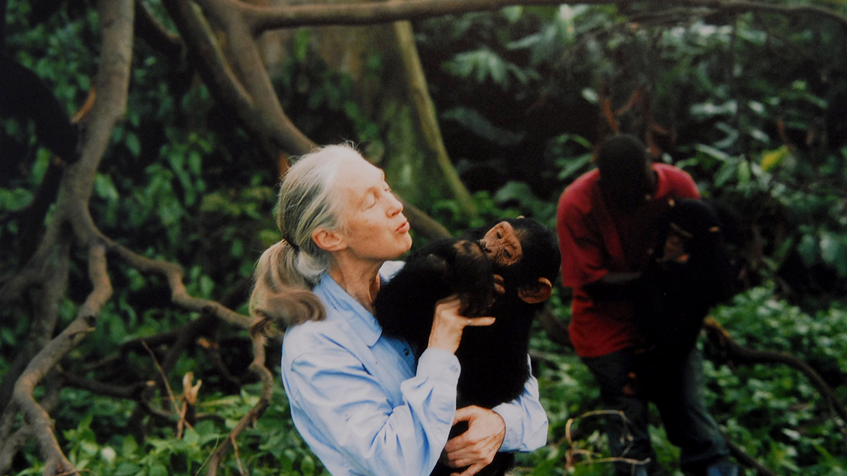 Renowned Conservationist Jane Goodall Dies Aged 91 in California