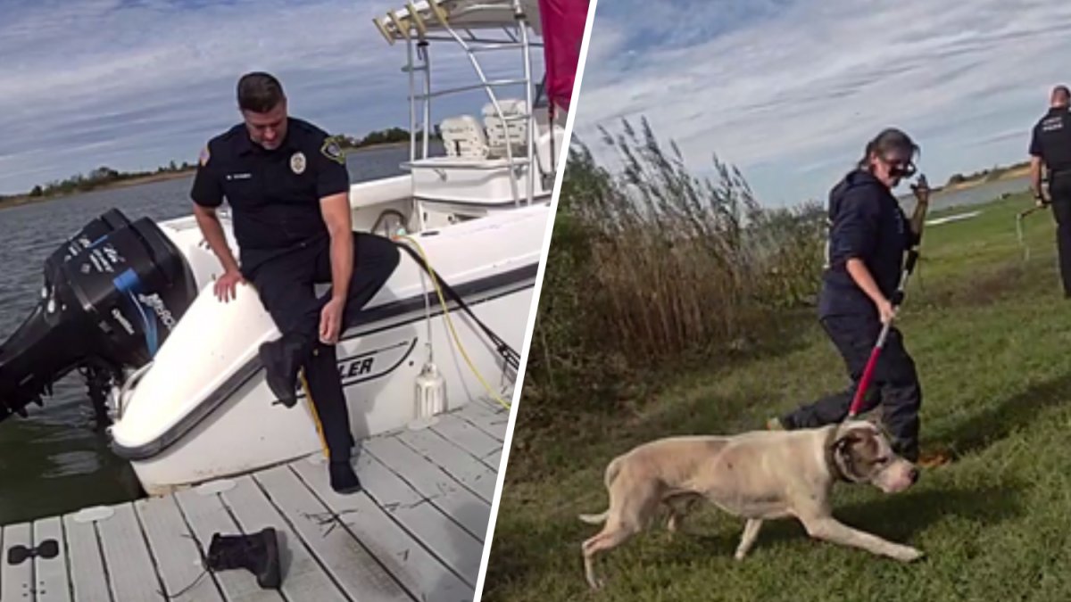 Atlantic City officer jumps into bay waters to save injured dog – NBC ...
