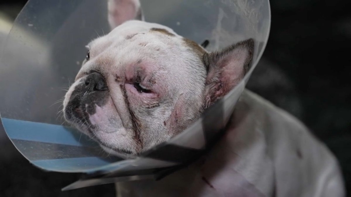 Pet owners demand action after neighbor's pit bulls have attacked dogs in Brooklyn building