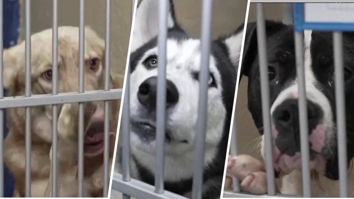NJ shelter may have to euthanze 10 dogs next week due to overcrowding. The shutdown made it worse