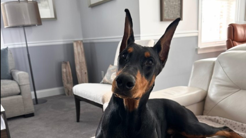 A picture of Reign