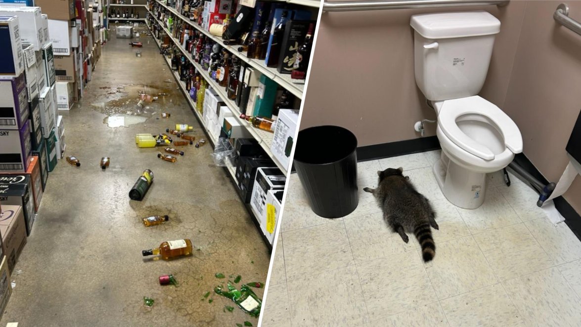 Va Abc Racoon Drunk raccoon found passed out in Virginia liquor store bathroom – NBC ...
