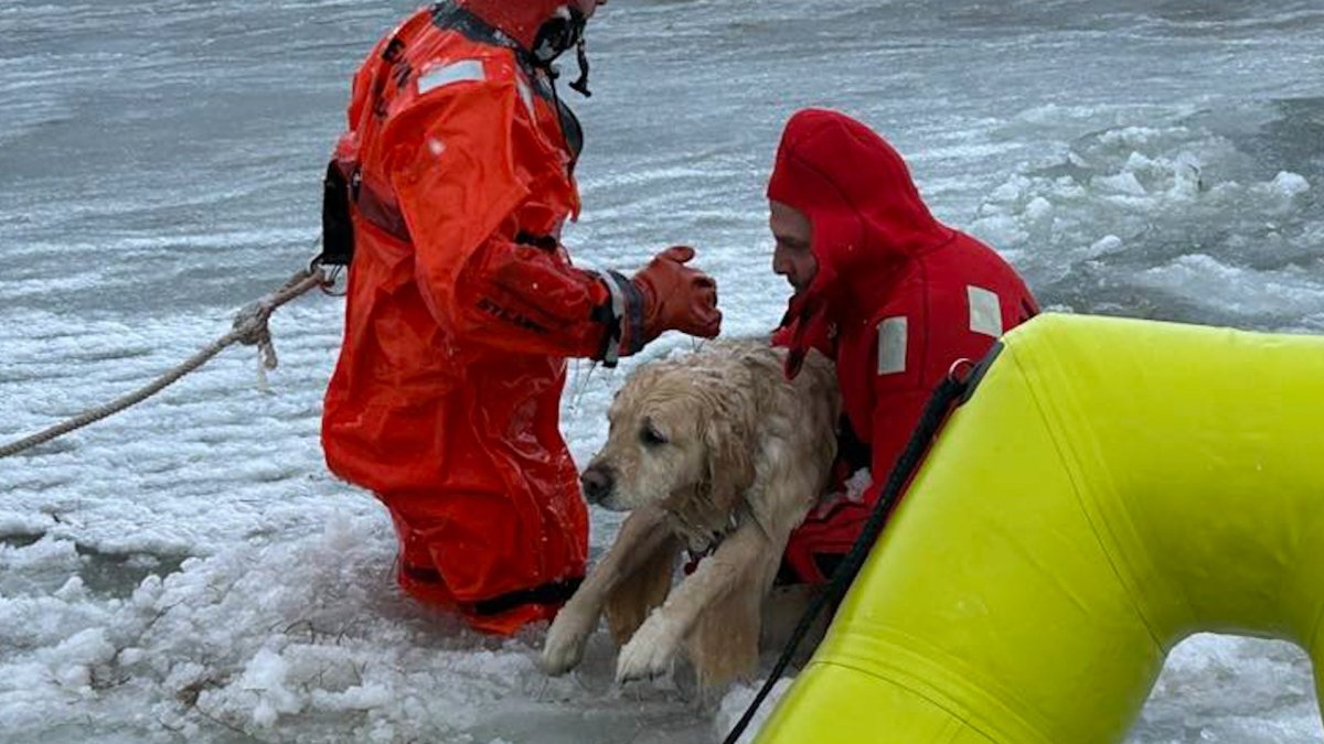 Watch as first responders save a dog who fell into an icy pond – NBC ...