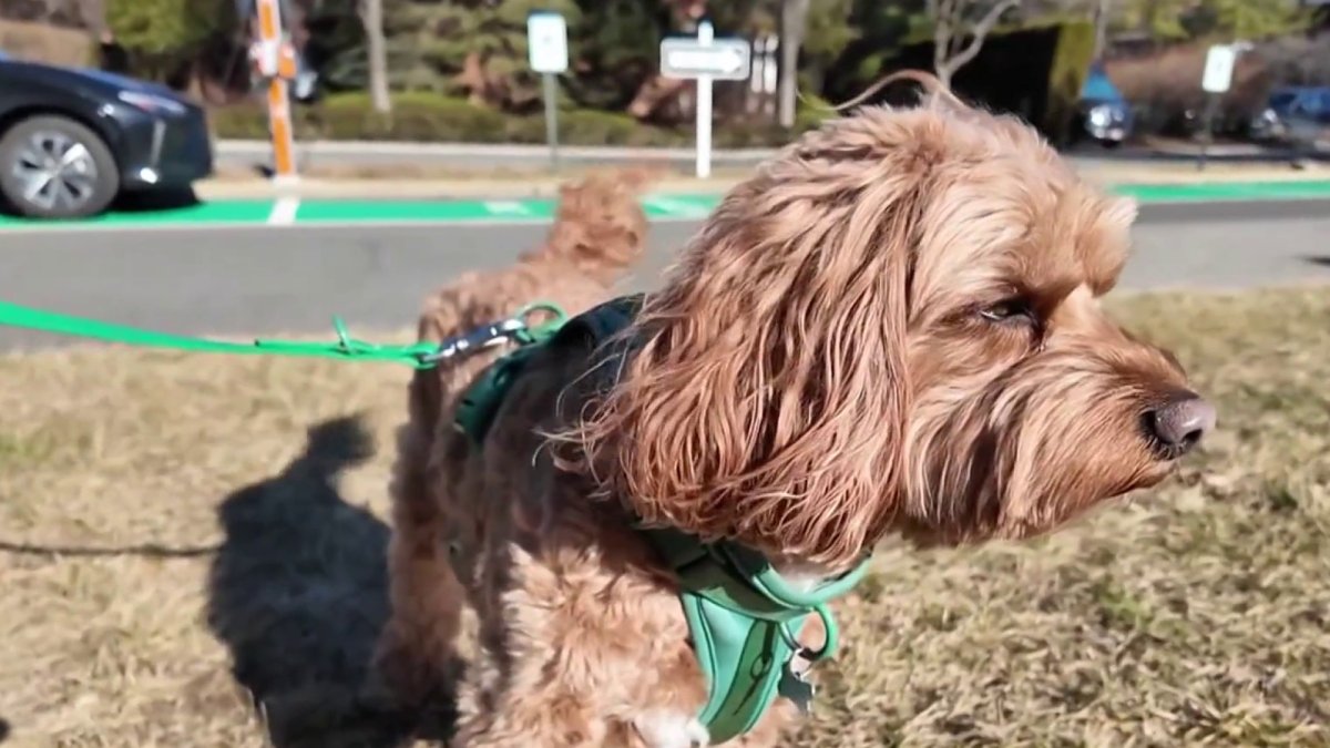 A condo complex in Edgewater has turned to science to help track down residents who allow their dogs to defecate without picking it up.