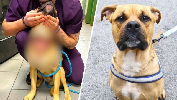 NY dog owner charged with animal cruelty after canine’s throat cut ...