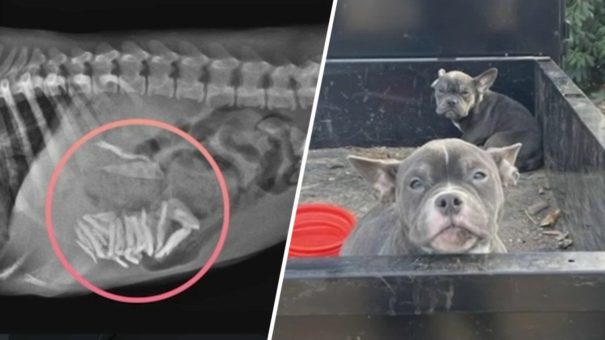 Two French bulldogs abandoned in freezing NJ park, with glass found in stomach of one