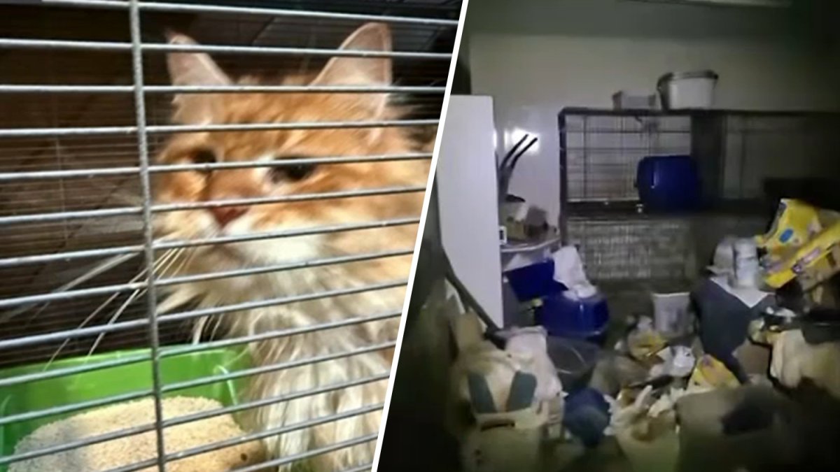 At least 100 cats rescued from deplorable conditions inside Long Island breeder's home