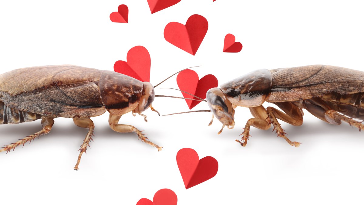 Feeling spiteful this Valentine's Day? Here's the perfect way to celebrate.