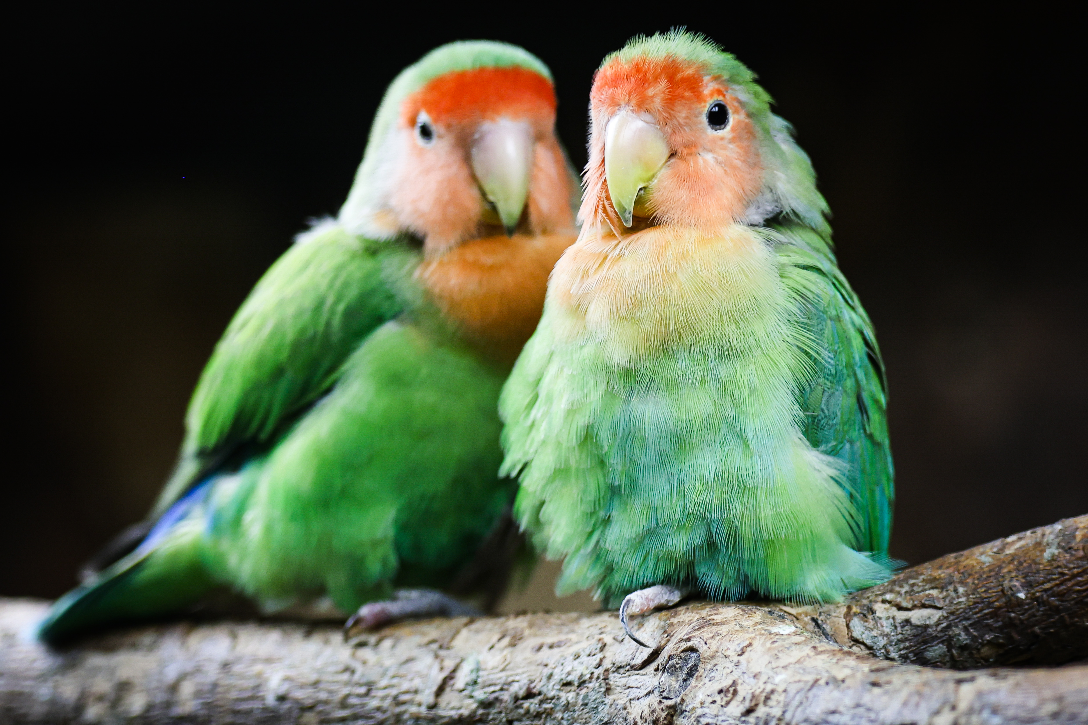 What we can learn from lovebirds, rare birds that mate for life