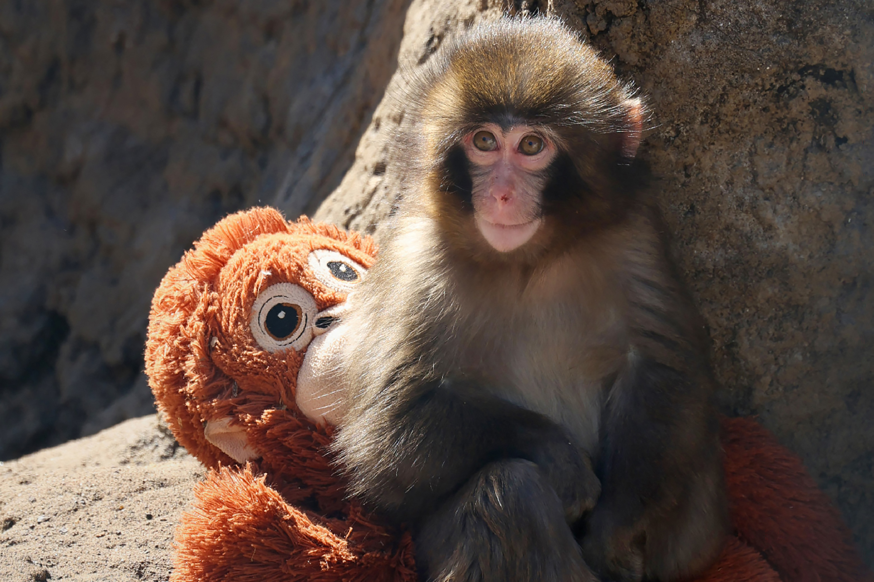 Punch the monkey, initially an outcast, finds some friends (and the ...