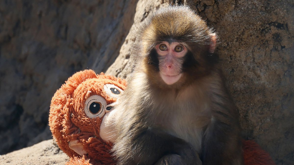 Punch the monkey, initially an outcast, finds some friends (and the ...