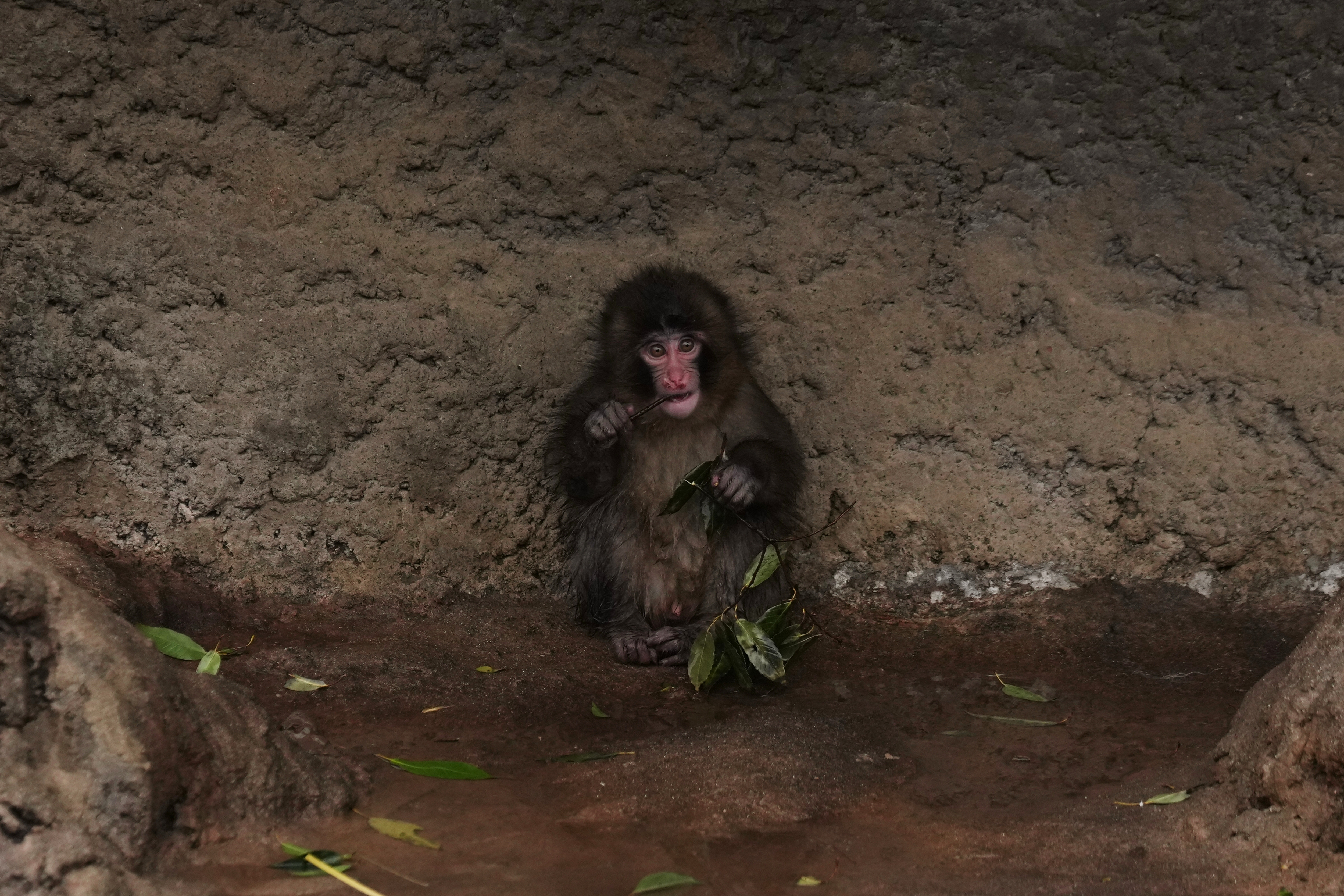 Punch the orphan macaque is outgrowing his plushie and making friends