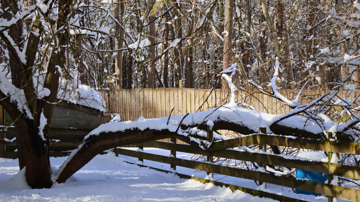 Blizzard causes heavy damage to New Jersey animal refuge