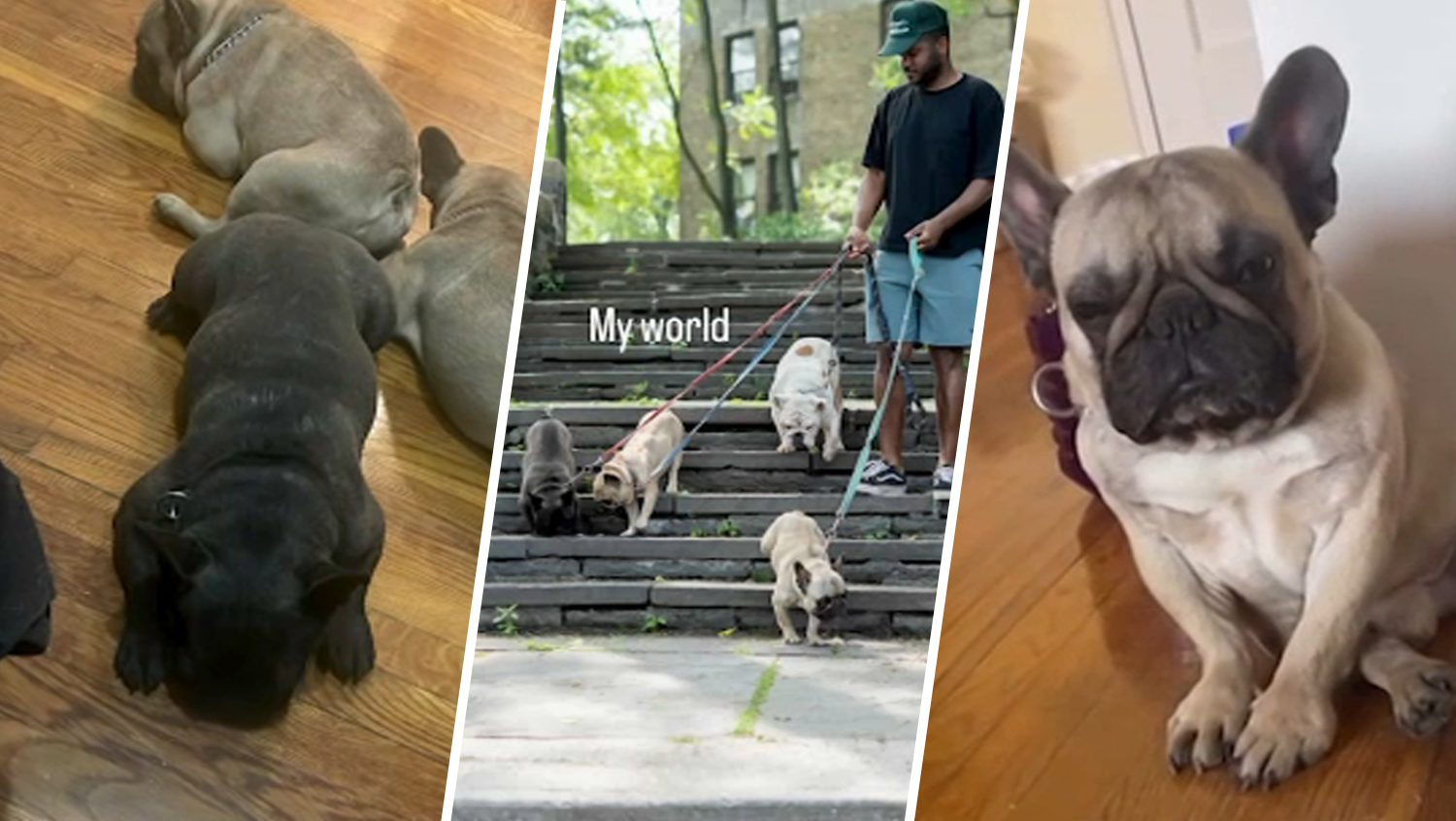 Allegedly railroaded by dog walker, desperate NYC man pleads for his 4 bulldogs