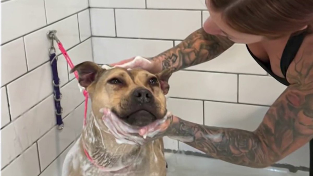 Dog finds her forever home after spending years in a Long Island animal ...