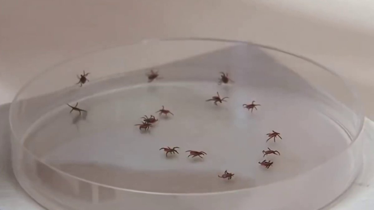 Snowy winter linked to spring surge in ticks on Long Island – NBC New York