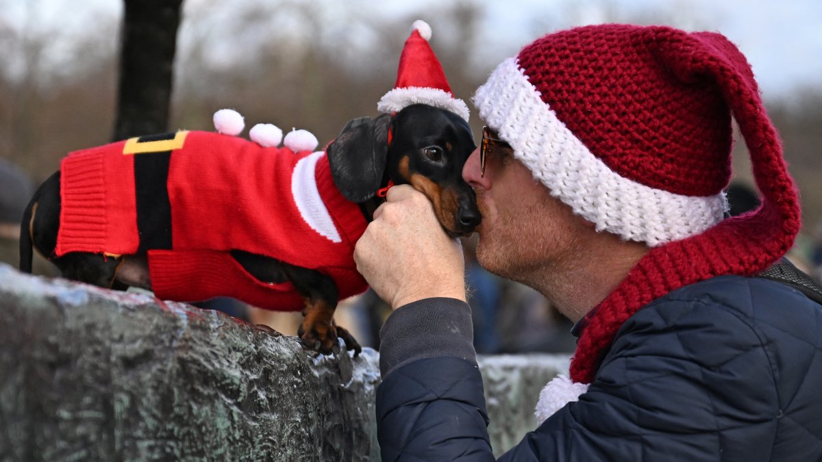 $1,000 an hour to sniff dog breath? NY-based pet company posts ads for canine kissers
