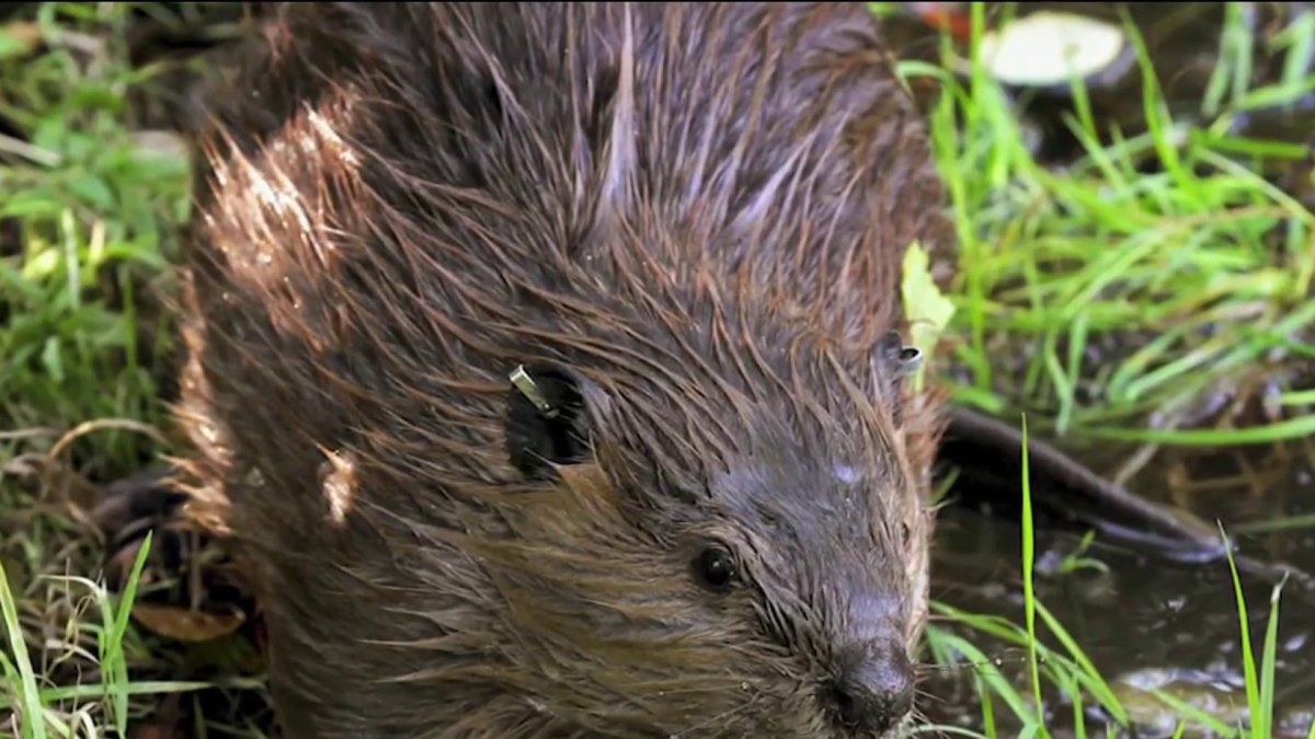 Rabid beaver attacks people at New Jersey park – NBC New York