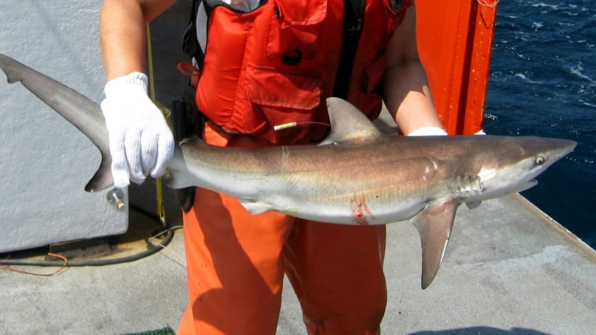 9-foot sharks recently tracked off Long Island as summer beach season begins