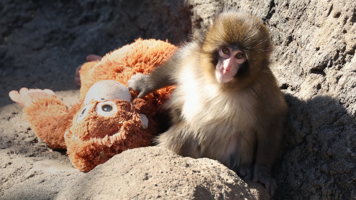 2 arrested after breaking into Punch the monkey enclosure in Japan, zoo says