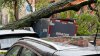 ‘It sounded like a bomb going off': Tree smashes into Amazon cargo bike, cars