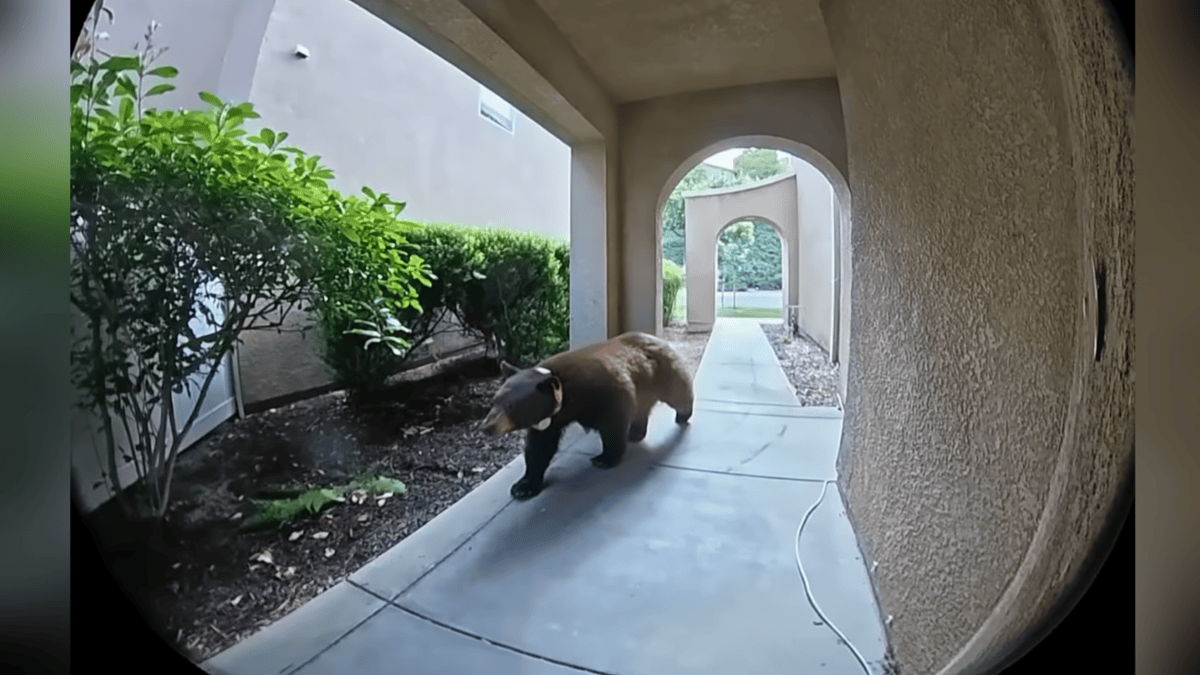 Black bear strolls through Santa Clarita neighborhood – NBC New York