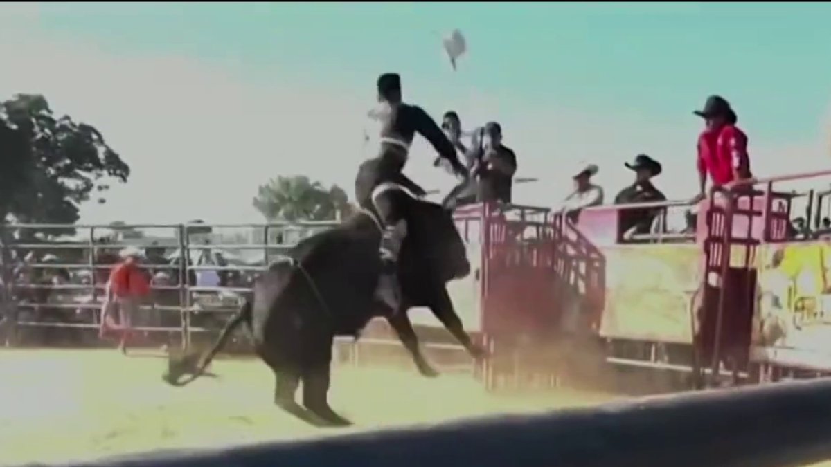 Bull rider stomped at Bronx rodeo – NBC New York