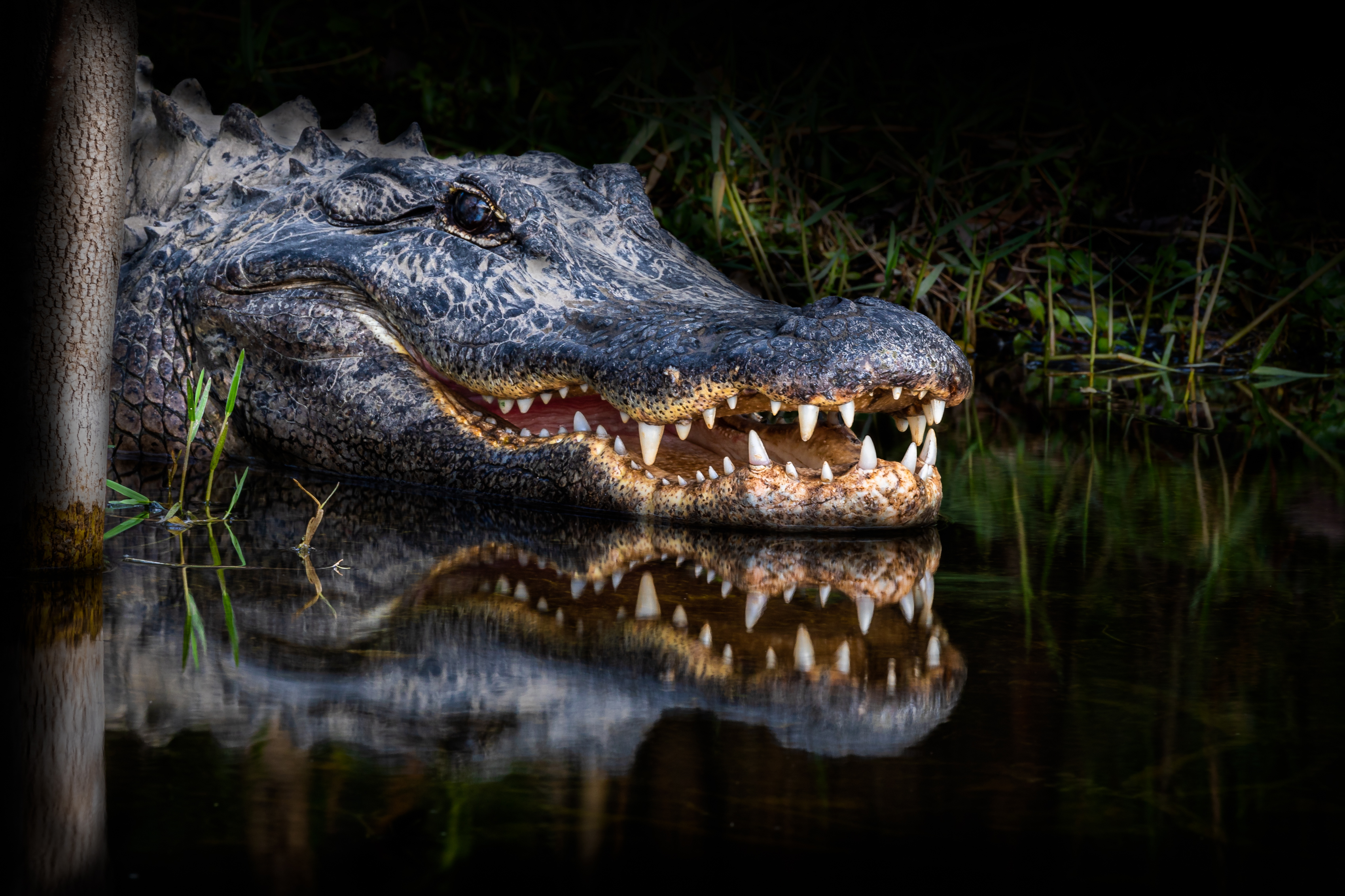 Man fleeing police attacked by alligator before continuing his getaway, Louisiana authorities say