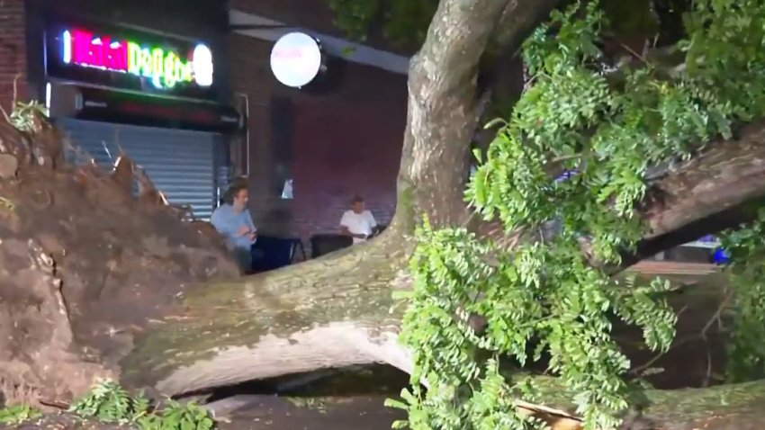 A massive tree crashed in Kew Gardens, Queens Saturday evening, one of several trees across the Tri-state area downed by severe thunderstorms.