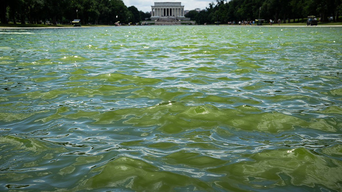 Algas tornam o Reflecting Pool verde após reformas de Trump – NBC New York