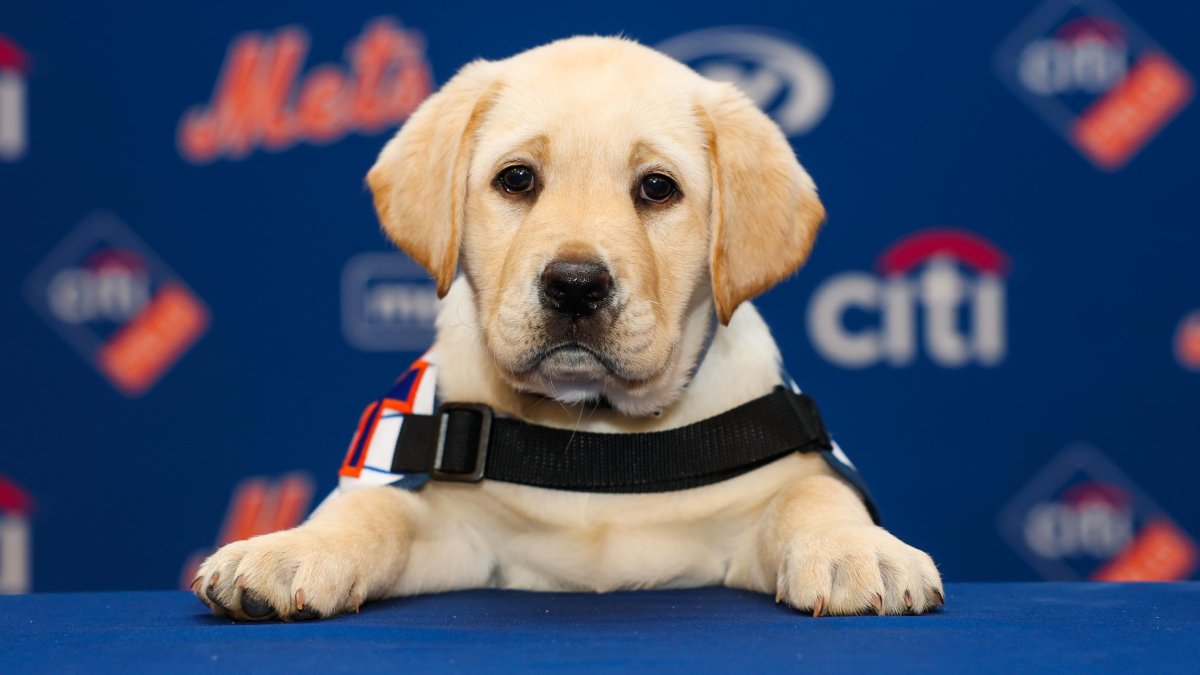Mets fez home runs com o cão de serviço Howie – NBC New York