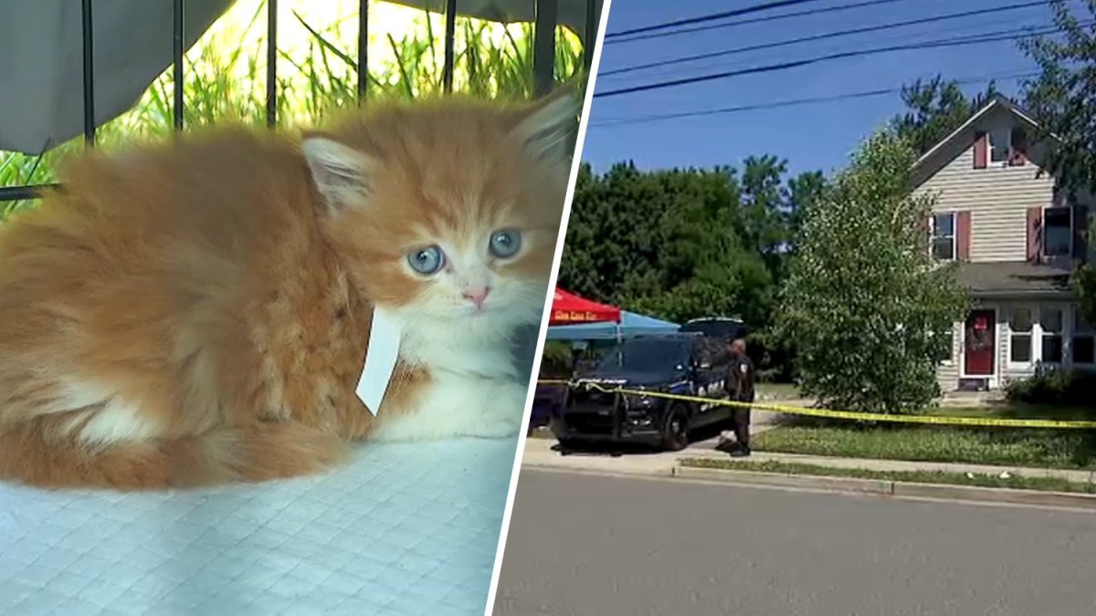 Quase 100 gatos encontrados em casa em Long Island ‘cobertos’ de lixo – NBC New York