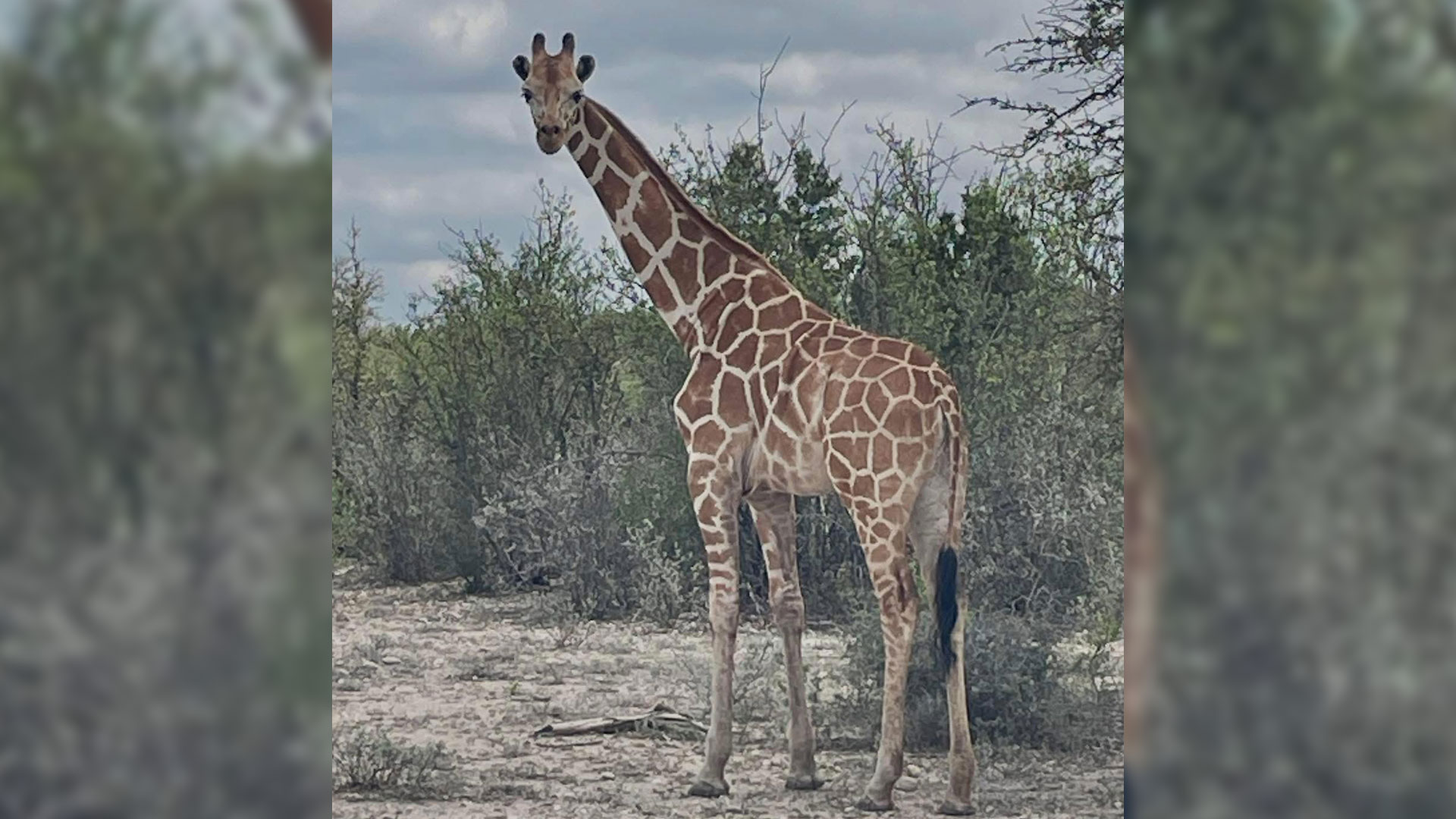 Have you seen Gracie? The search is on for a missing giraffe in Texas