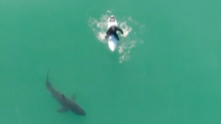 Some heart-stopping moments were caught on drone video in California recently as a shark was spotted circling a surfer.
