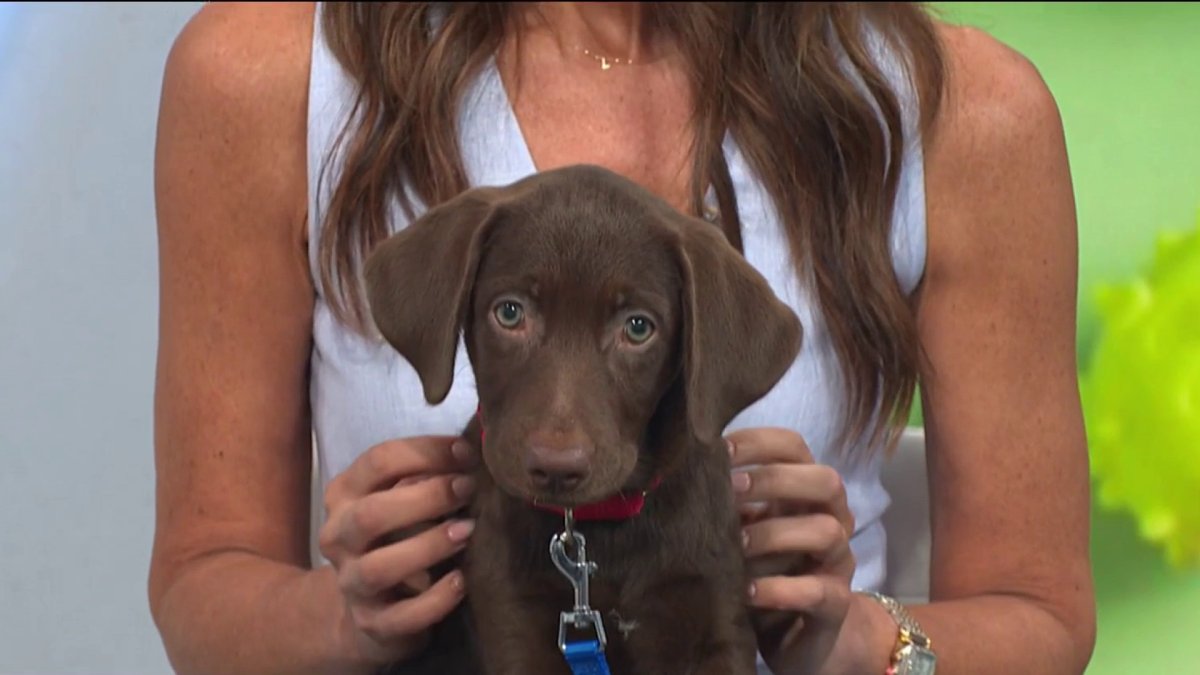 Everything is better with Truffle – and other puppies for adoption