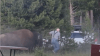 Video shows bison chasing and flipping grandfather 8 feet into the air at Yellowstone