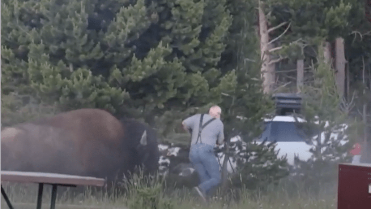 Carregando o elevador de bisões para visitantes de Yellowstone com 2,5 metros de altura – NBC Nova York