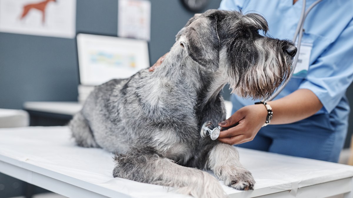 Como proteger seus animais de estimação de moscas-verme Novo Mundo – NBC Nova York Como proteger seus animais de estimação de moscas-verme Novo Mundo – NBC Nova York