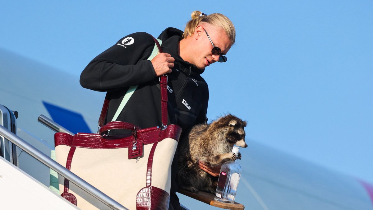TSA reage após Haaland enviar panda taxidermia de volta à Noruega – NBC Nova York