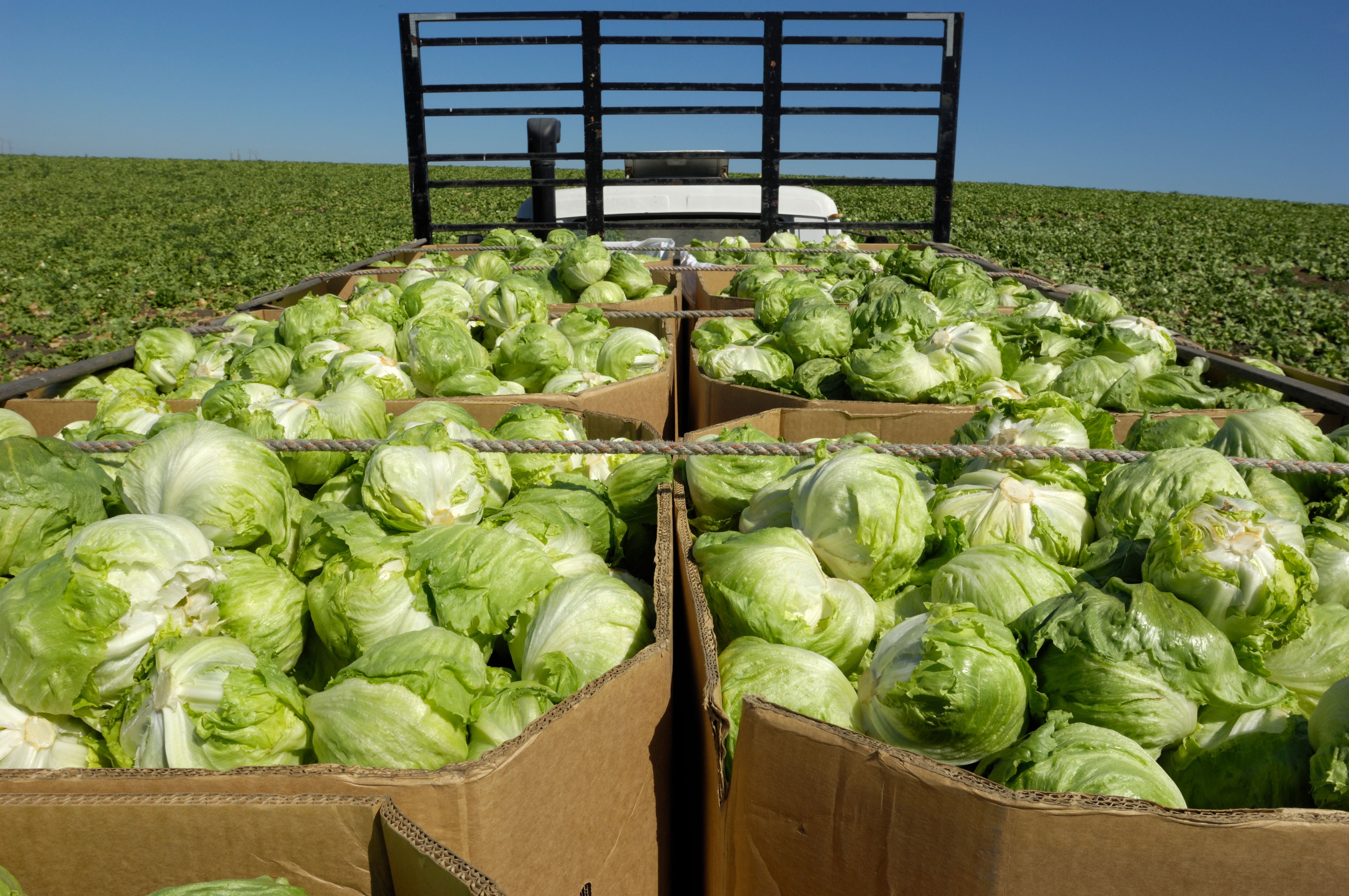 Cyclosporiasis outbreak expands to 9 states