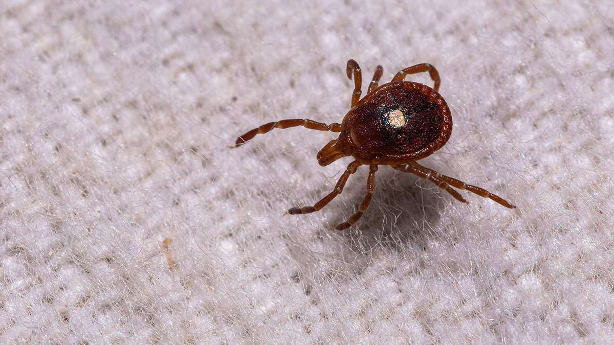 More people may be at risk for red meat allergy caused by ticks than previously thought